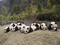Giant Panda (Ailuropoda melanoleuca), nine captive