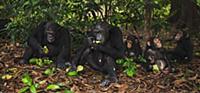 Eastern Chimpanzee (Pan troglodytes schweinfurthii