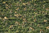 Guanaco (Lama guanicoe) group feeding, Torres del 