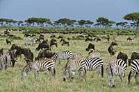 Burchell’s Zebra (Equus burchellii) and Blue Wilde