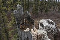 Northern Hawk Owl (Surnia ulula) landing at nest w