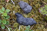 Northern Hawk Owl (Surnia ulula) pellets, Alaska