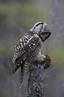 Northern Hawk Owl (Surnia ulula) with Northern Red