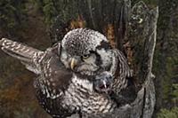 Northern Hawk Owl (Surnia ulula) brooding chick on