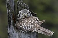 Northern Hawk Owl (Surnia ulula) on nest, Alaska