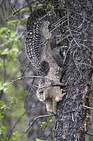 Northern Hawk Owl (Surnia ulula) fledgling climbin