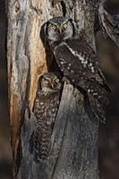 Northern Hawk Owl (Surnia ulula) pair at nest, Ala