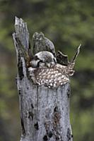 Northern Hawk Owl (Surnia ulula) sleeping on nest,