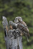 Northern Hawk Owl (Surnia ulula) parent with chick