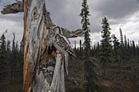 Northern Hawk Owl (Surnia ulula) parent bringing N
