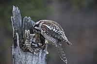 Northern Hawk Owl (Surnia ulula) male feeding Nort