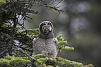Northern Hawk Owl (Surnia ulula) fledgling swallow