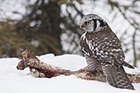 Northern Hawk Owl (Surnia ulula) female scavenging