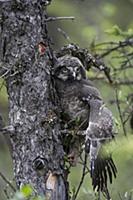 Northern Hawk Owl (Surnia ulula) fledgling climbin