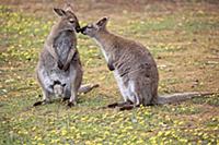 Red-necked Wallaby (Macropus rufogriseus) pair sme