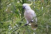 Sulphur-crested Cockatoo (Cacatua galerita), Long 