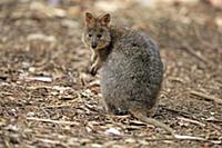 Quokka (Setonix brachyurus), Mount Lofty, South Au