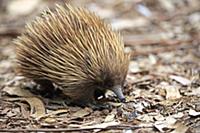 Short-beaked Echidna (Tachyglossus aculeatus), Par