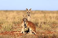 Red Kangaroo (Macropus rufus) males, Sturt Nationa