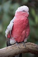 Galah (Eolophus roseicapilla), Parndana, Kangaroo 