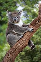 Koala (Phascolarctos cinereus) in tree, Parndana, 