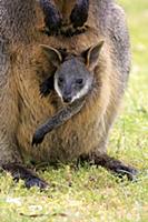 Swamp Wallaby (Wallabia bicolor)  mother and joey,