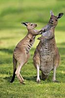 Western Grey Kangaroo (Macropus fuliginosus) mothe