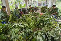 Conservationists preparing leaves for rescued prim