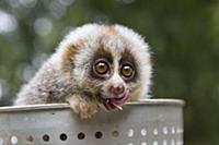 Northern Slow Loris (Nycticebus bengalensis) young