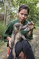Douc Langur (Pygathrix nemaeus) orphan confiscated