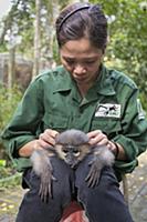 Douc Langur (Pygathrix nemaeus) orphan confiscated