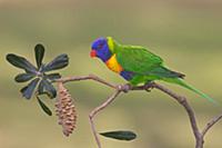 Rainbow Lorikeet (Trichoglossus haematodus) female