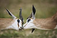 Springbok (Antidorcas marsupialis) males greeting 