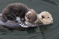 Sea Otter (Enhydra lutris) mother with three day o