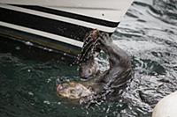 Sea Otter (Enhydra lutris) female smashing clam on