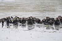 Sea Otter (Enhydra lutris) raft, Monterey Bay, Cal