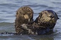Sea Otter (Enhydra lutris) mother holding one week