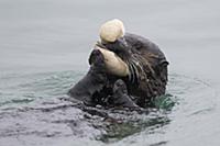 Sea Otter (Enhydra lutris) feeding on clam, Monter