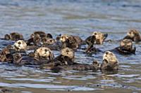 Sea Otter (Enhydra lutris) raft, Kodiak, Alaska