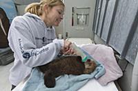 Sea Otter (Enhydra lutris) caretaker, Julie McCart