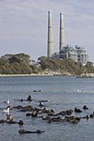 Sea Otter (Enhydra lutris) raft in front of natura