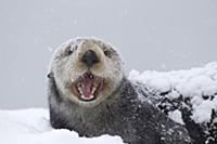 Sea Otter (Enhydra lutris) on snow yawning, Prince