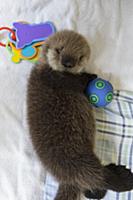 Sea Otter (Enhydra lutris) three week old orphaned