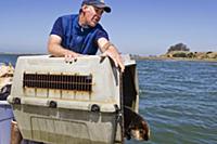 Sea Otter (Enhydra lutris) male being released by 