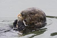 Sea Otter (Enhydra lutris) feeding on Fat Innkeepe