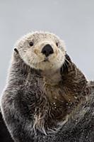 Sea Otter (Enhydra lutris) grooming, Prince Willia