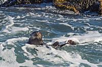 Sea Otter (Enhydra lutris), Monterey Bay, Californ