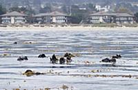 Sea Otter (Enhydra lutris) group in kelp bed, Mont
