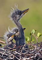 Grey Heron (Ardea cinerea) chicks on nest, Netherl