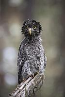 Great Gray Owl (Strix nebulosa) owlet after heavy 